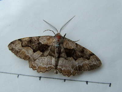 Mottled Beauty